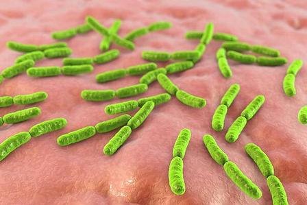 Lactobacillus probiotic bacteria