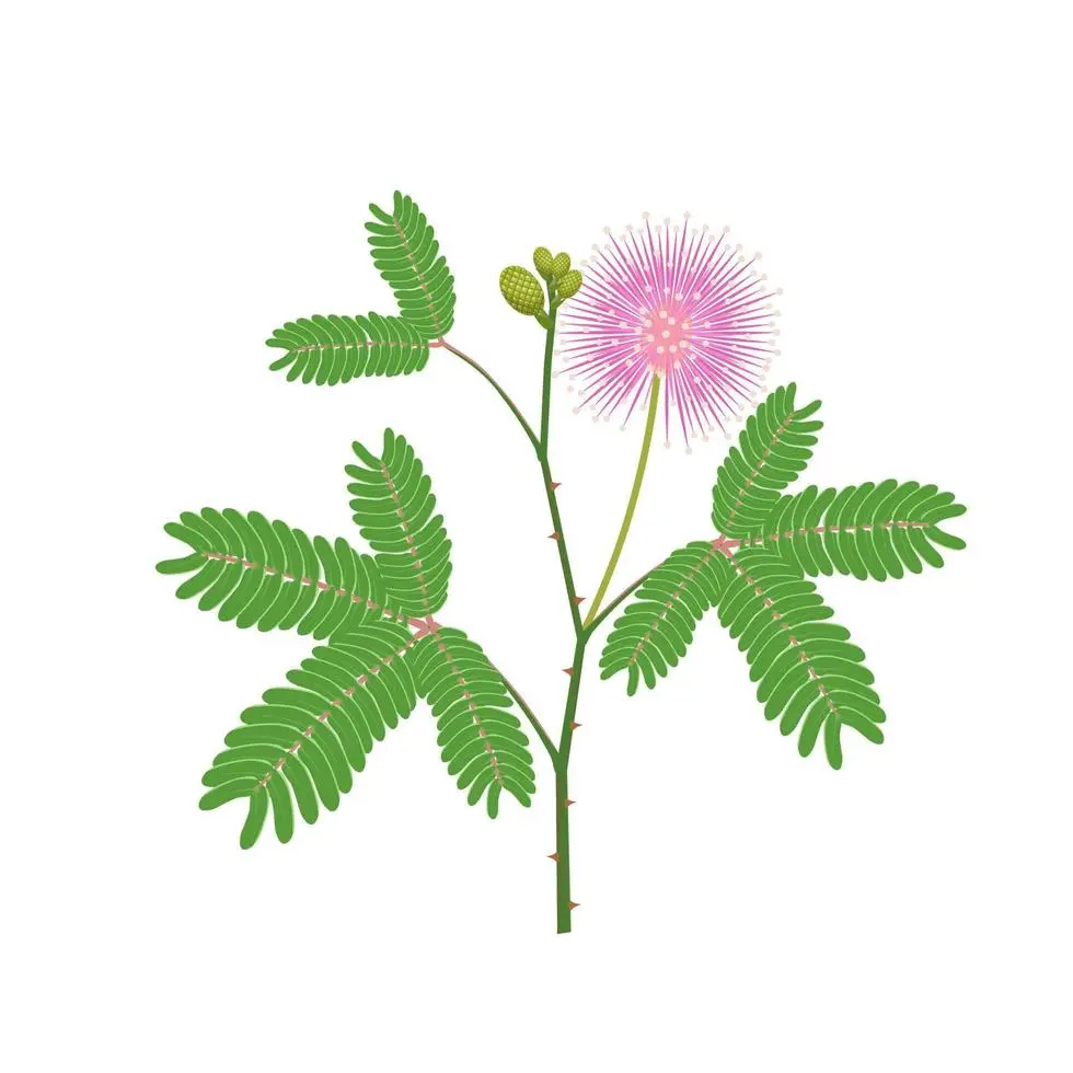 Mimosa Pudica plant