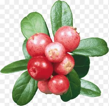 Uva Ursi botanical herb