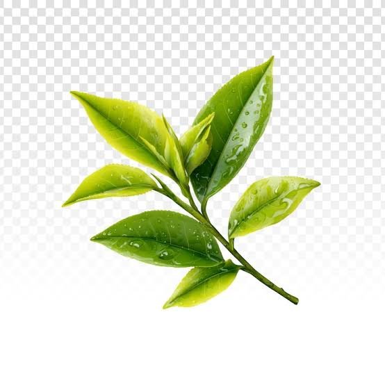 L-Theanine amino acid for relaxation
