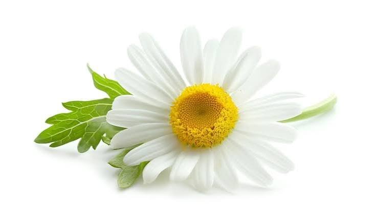 Chamomile flower calming herb