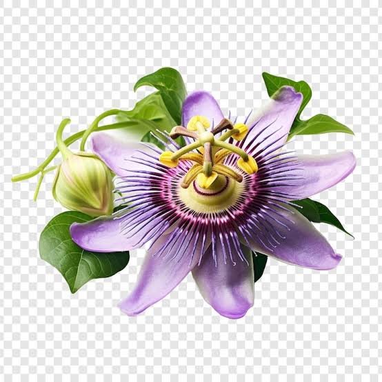 Passionflower plant for restful sleep